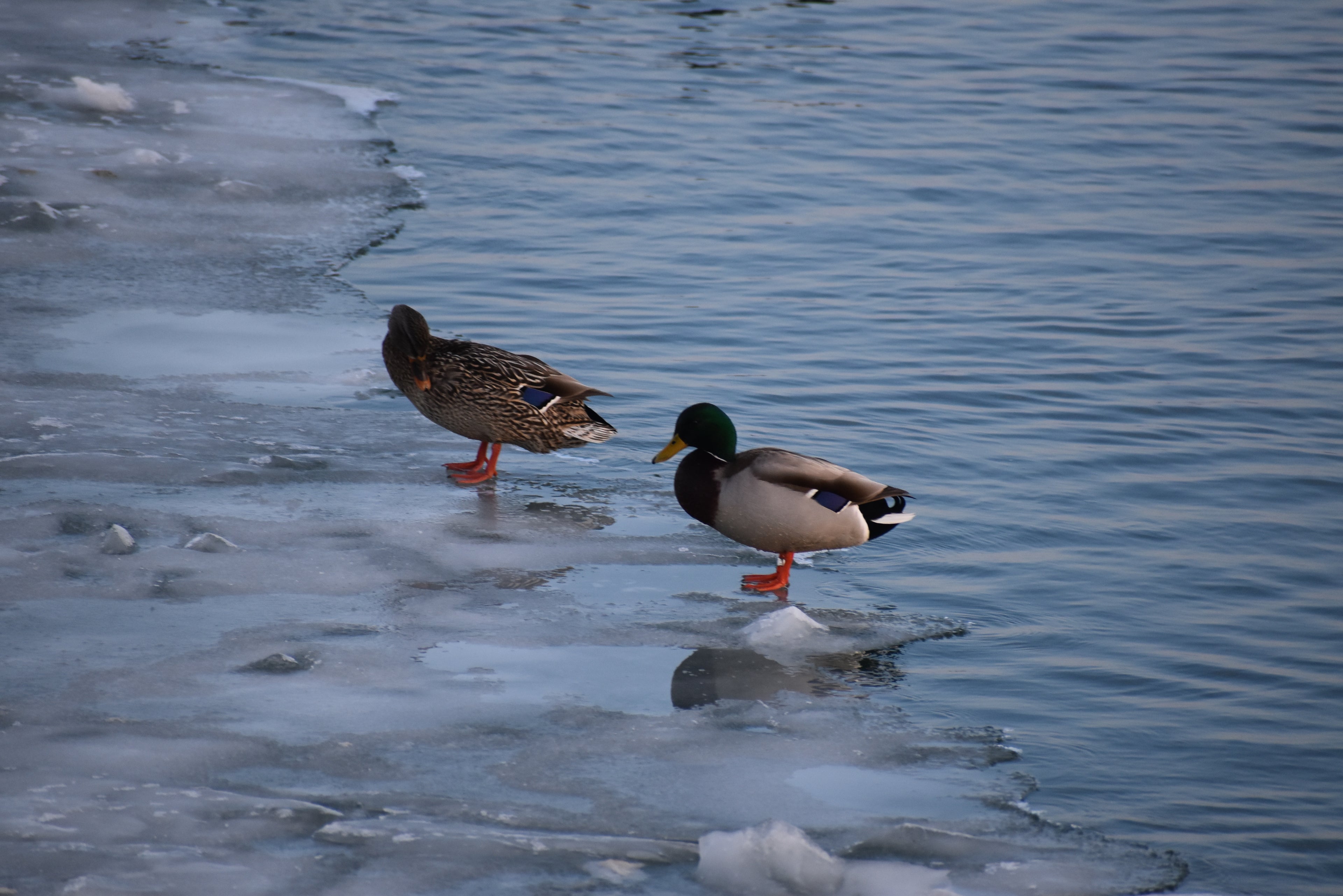 Two ducks standing on a frozen water surface with ice and water.