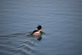 Red-breasted Merganser Print