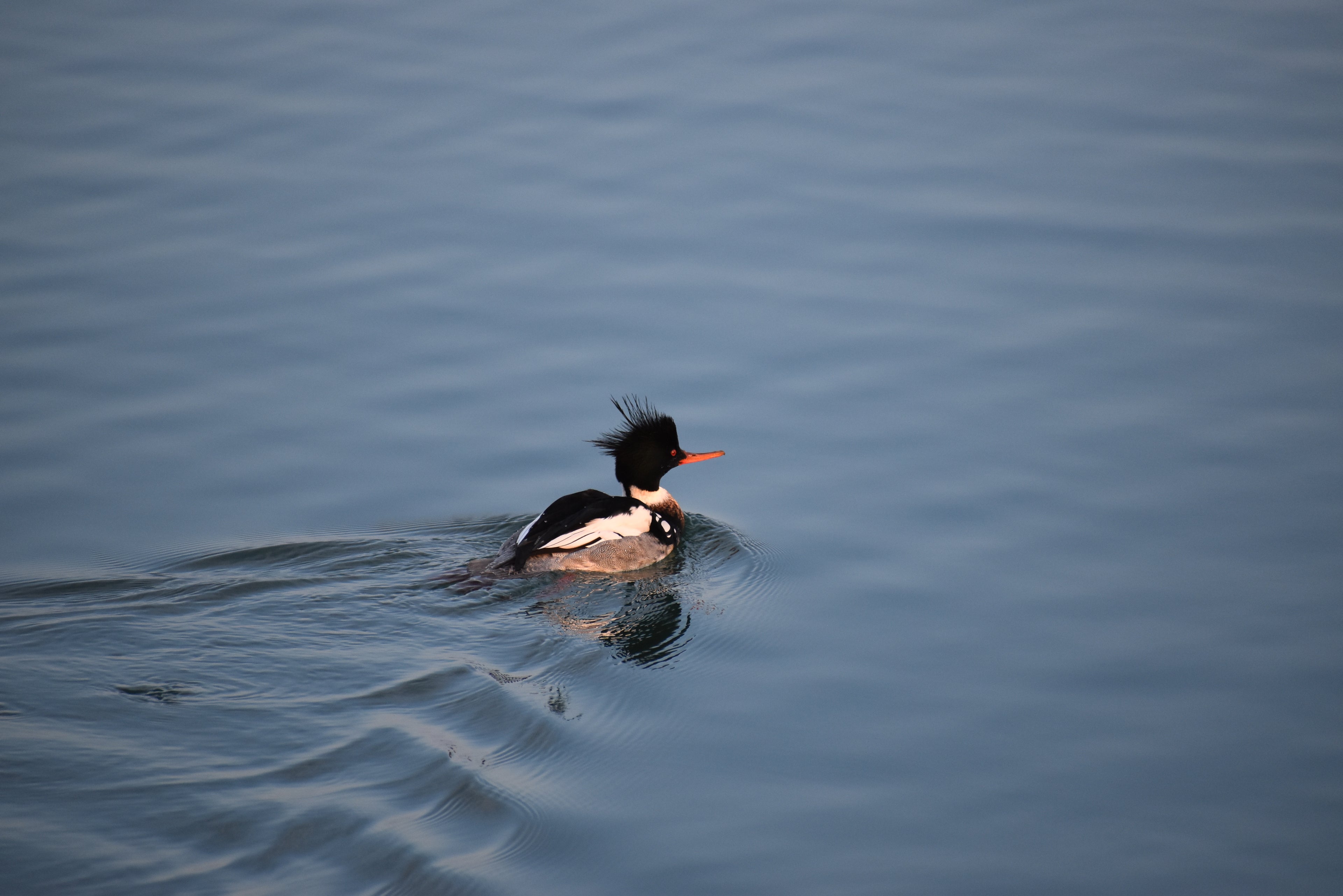 Red-breasted Merganser Print