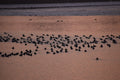Ducks Swimming in the Sunset Print