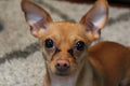 Pet Photography