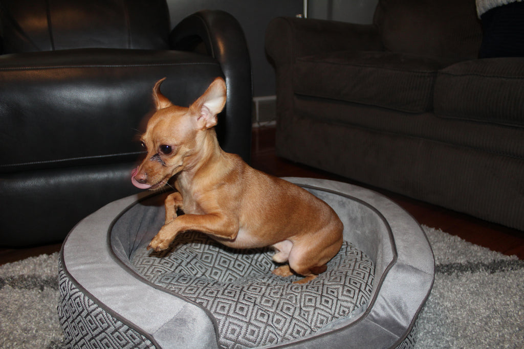 Pet Photography