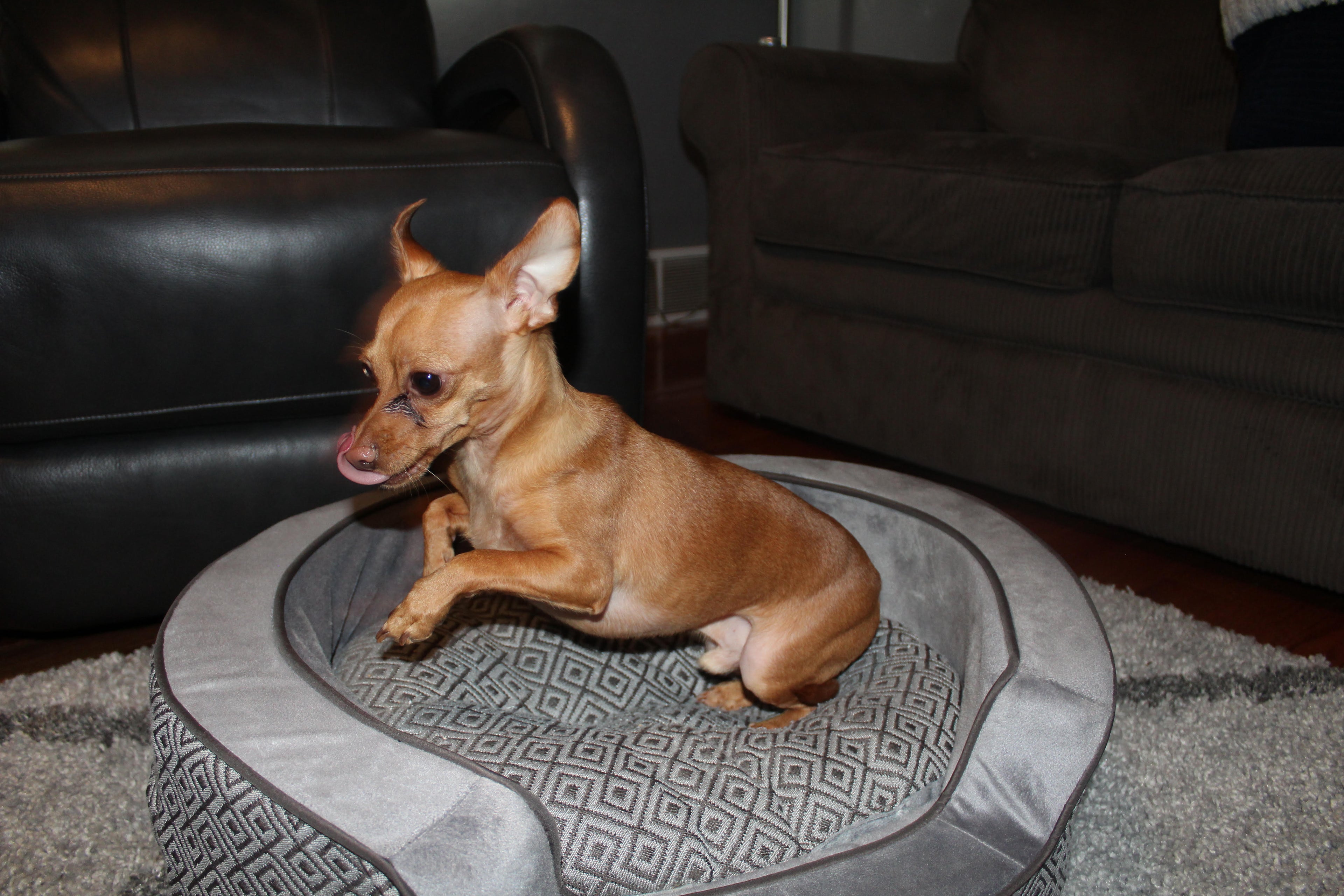 Pet Photography