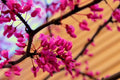 Nature Photography