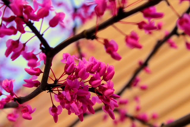 Nature Photography